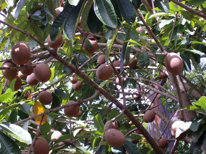 Giống[-]táo[-]Mỹ[-]có[-]hình[-]dáng[-]khá[-]giống[-]quả[-]hồng[-]xiêm[-]đang[-]được[-]ưa[-]chuộng